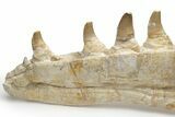 Partial Mosasaur Jaw with Nine Teeth - Morocco #220269-5